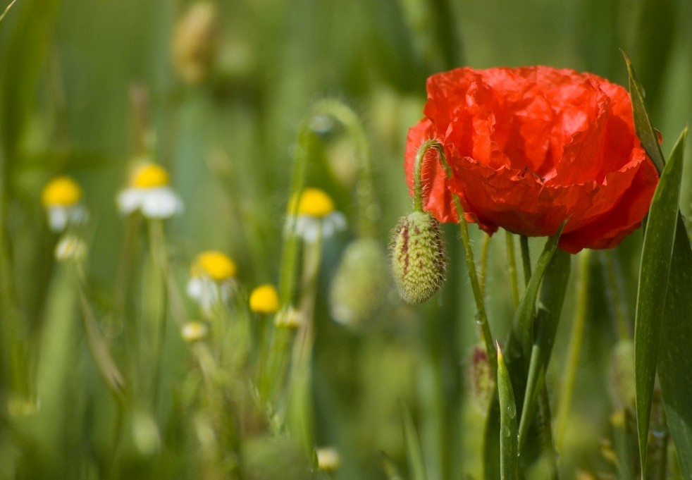 Blumenwiese - von Horst Fuchs